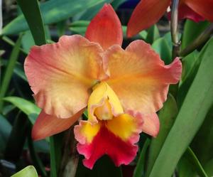 Cattleya Exotic Dancer