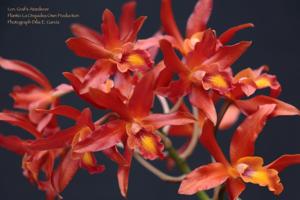 Laeliocatanthe Graf's Atardercer