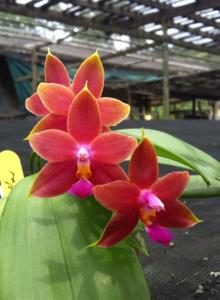 Phalaenopsis Keziah How