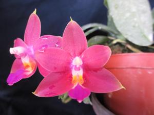 Phalaenopsis Keziah How