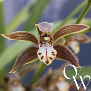 Cymbidium Toni Benton