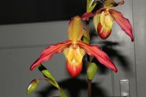 Phragmipedium Wössner LeGrande