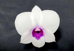 Dendrobium Asternova Snow Drop