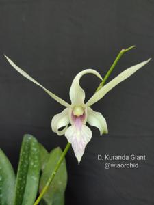 Dendrobium Kuranda Giant