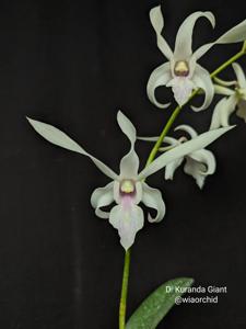 Dendrobium Kuranda Giant