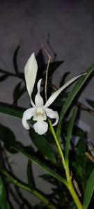 Dendrobium Kuranda Giant