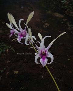 Dendrobium Kuranda Giant