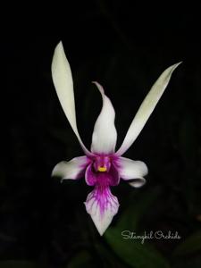 Dendrobium Kuranda Giant