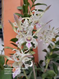 Dendrobium Kuranda Giant