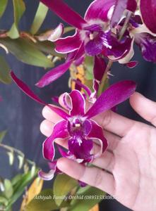 Dendrobium Kuranda Giant