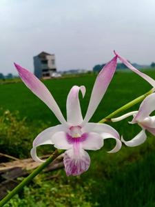 Dendrobium Kuranda Giant