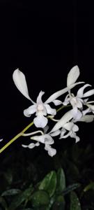 Dendrobium Kuranda Giant