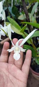 Dendrobium Kuranda Giant