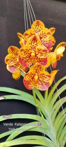 Vanda Kalapana Delight