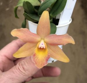 Cattleya Mirabelle Fleur