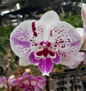 Phalaenopsis Lioulin Pretty Lip