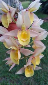 Catasetum Melana Davison