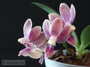 Phalaenopsis Liu's Yellow Star Dust