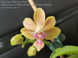 Phalaenopsis Liu's Yellow Star Dust