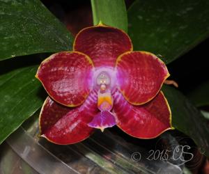 Phalaenopsis Zheng Min Tyrannosaurus