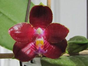 Phalaenopsis Zheng Min Tyrannosaurus