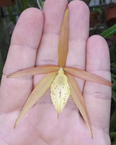 Brassocattleya Bebuquina