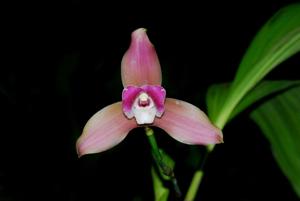 Lycaste Reina Del Cisne