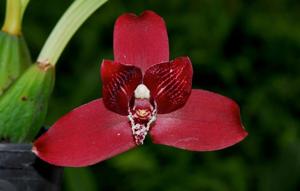 Lycaste Reina Del Cisne