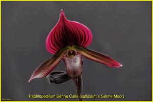 Paphiopedilum Senne Calle