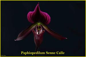 Paphiopedilum Senne Calle