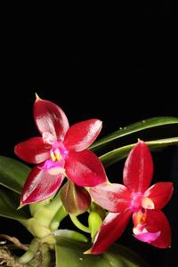 Phalaenopsis CTL Cornu Queen