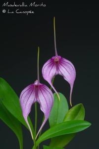 Masdevallia Morito