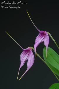 Masdevallia Morito