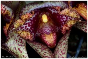 Bulbophyllum Laura Newton