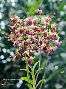 Dendrobium Shincee