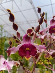 Dendrobium Shincee