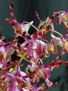 Dendrobium Shincee