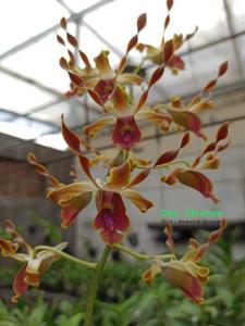 Dendrobium Shincee