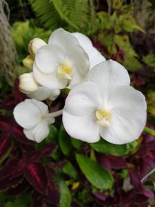 Vanda Nopporn White Diamond