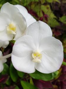 Vanda Nopporn White Diamond