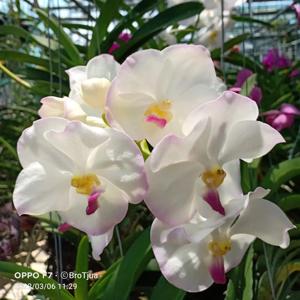 Vanda Nopporn White Diamond