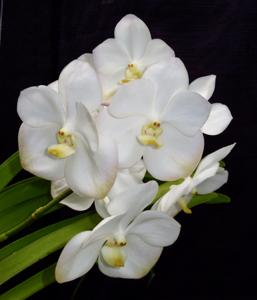 Vanda Nopporn White Diamond