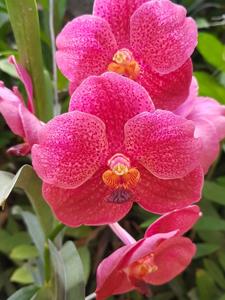 Vanda Red Maroon