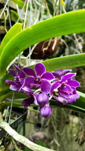 Vandachostylis Kiangchai