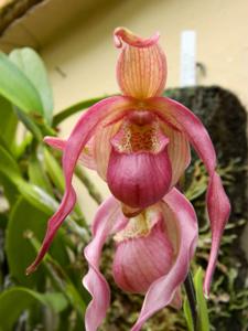 Phragmipedium Schroderae