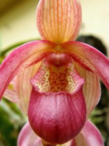 Phragmipedium Schroderae