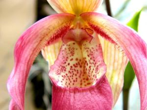 Phragmipedium Schroderae