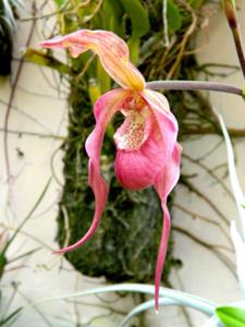 Phragmipedium Schroderae