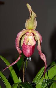 Phragmipedium Schroderae