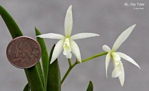 Brassocattleya Fay Tyler